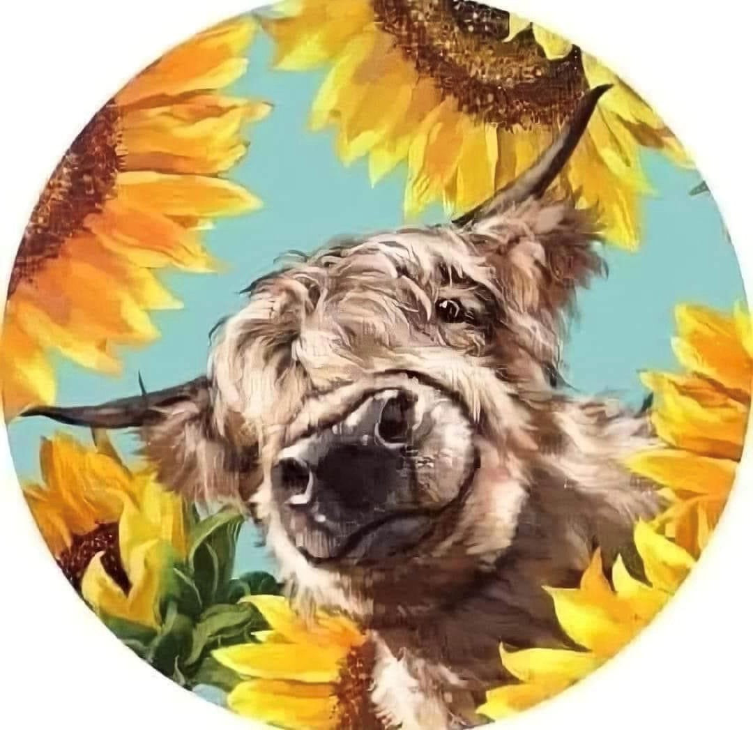 Cow Sunflowers